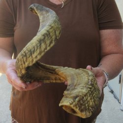  XL B-Grade Sheep Horn 30-1/4"