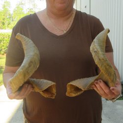 21-1/2" Matching Pair Ram Sheep Horns