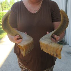 21-1/2" Matching Pair Ram Sheep Horns