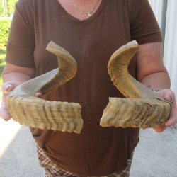 21" Matching Pair Ram Sheep Horns