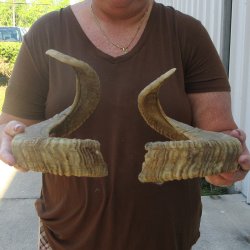 24" Matching Pair Ram Sheep Horns