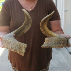 24" Matching Pair Ram Sheep Horns
