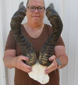 22" Horns on Male Red Hartebeest Skull Plate 