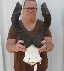 22" Horns on Male Red Hartebeest Skull Plate 