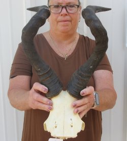 18-1/4" Horns on Female Red Hartebeest Skull Plate