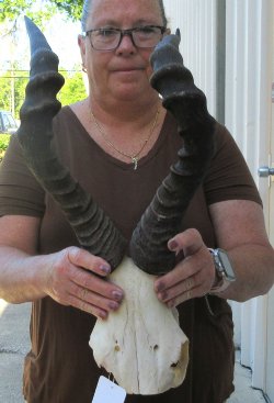 18" Horns on Female Red Hartebeest Skull Plate