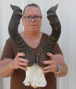 22" Horns on Male Red Hartebeest Skull Plate 