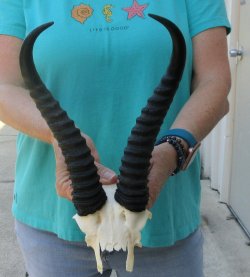 Male Springbok Skull Plate with 11" Horns