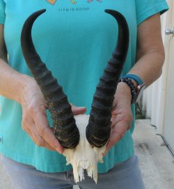 Male Springbok Skull Plate with 10-1/2" Horns