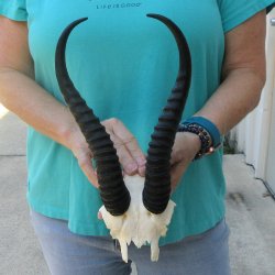 Male Springbok Skull Plate with 11-1/4" Horns