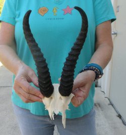  B-Grade Male Springbok Skull Plate with 10-1/2" Horns