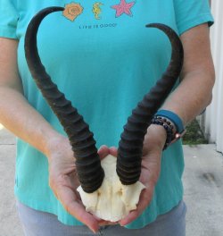  B-Grade Male Springbok Skull Plate with 11" & 9-1/2" Horns
