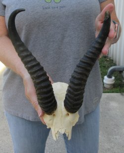  B-Grade Male Springbok Skull Plate with 9-1/4" & 10-3/4" Horns