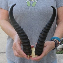  B-Grade Male Springbok Skull Plate with 11" Horns