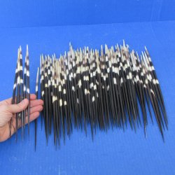 One Hundred Fat African Porcupine Quills 9" to 10"