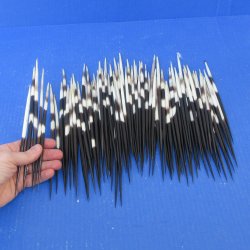 One Hundred Fat African Porcupine Quills 6" to 9"
