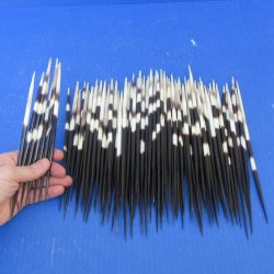 One Hundred Fat African Porcupine Quills 8" to 9"