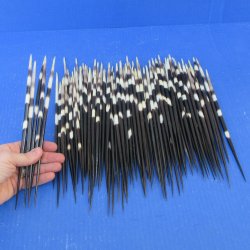 One Hundred Fat African Porcupine Quills 9" to 10"