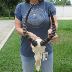 B-Grade African Impala Skull with 14" & 16" Horns