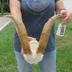 B-Grade African Goat Skull Plate with 14" Horns - $35