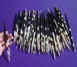 Wholesale Thick African Porcupine Quills 7 inches - 50 pcs @ 1.00 each; 200 pcs @ $.90 each
