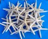 Case of 242 wholesale off white finger starfish, pencil starfish for crafts  8" - 9-3/4"  @ $.50 each