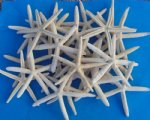 Wholesale finger starfish, Off White in color 8 to 9-3/4 inches  for starfish wedding favors Packed: 1 dozen @ $8.40/dz