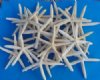 Wholesale Finger Starfish, Pencil Starfish, off white in color, 8" - 9-3/4" Packed: Case of 75 pcs @ .55 each