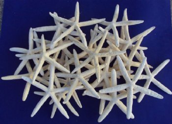 Wholesale case lot of white finger starfish 6 to 8 inches - 250 pcs @ $.53 each