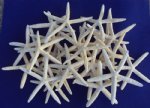 Wholesale finger starfish, Off White in color 6 to 7-7/8 inches Starfish for Beach Weddings Packed 25 pieces @ .60 each