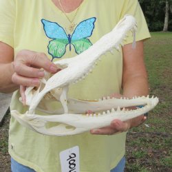  Real 12" Florida Alligator Skull