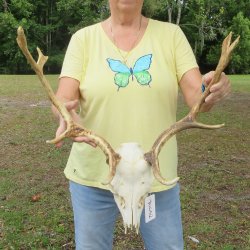  B-Grade Fallow Deer Skull and horns (antlers) 15" & 16"