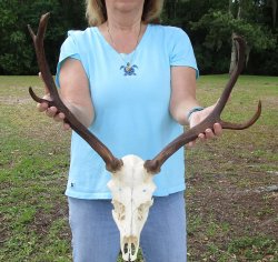 Craft Grade Fallow Deer Skull with 15 inch horns (antlers)