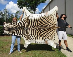 97" x 59" Slight B-Grade Zebra Skin Rug (Adult Signature Required) 