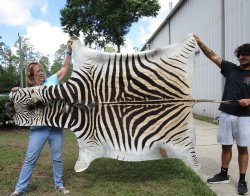 Genuine 93" x 62" A- Grade Zebra Skin Rug (Adult Signature Required) 
