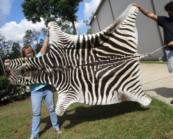 Genuine 94" x 61" A- Grade Zebra Skin Rug (Adult Signature Required) 