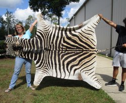 Genuine 93-1/2" x 59-1/2" A- Grade Zebra Skin Rug (Adult Signature Required) 