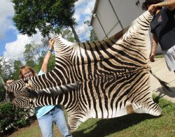 Genuine 88-1/2" x 55" A- Grade Zebra Skin Rug (Adult Signature Required) 