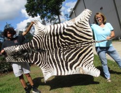 Genuine 87" x 53" A- Grade Zebra Skin Rug (Adult Signature Required)