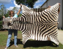 Genuine 95" x 59" A- Grade Zebra Skin Rug (Adult Signature Required) 