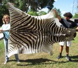 Genuine 92" x 57" A- Grade Zebra Skin Rug (Adult Signature Required) 