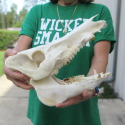 12" Wild Boar Skull 