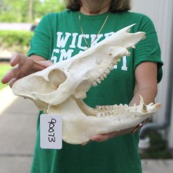 12" Wild Boar Skull 