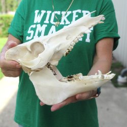 11" Wild Boar Skull 