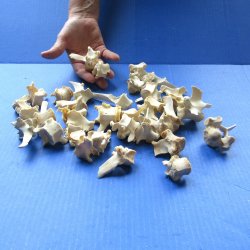 Thirty piece Wild Boar Vertebrae Bones 1-1/2" to 4"