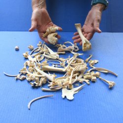 100 Piece Assorted Small Animal Bones 1/2" to 6"