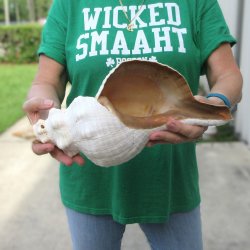 15 inch Horse Conch 