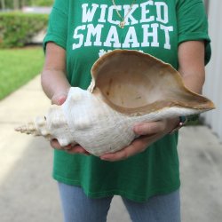 15 inch Horse Conch 