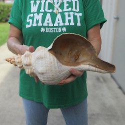 15 inch Horse Conch 