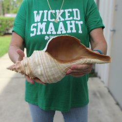 15 inch Horse Conch 